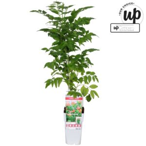 Campsis Campsis 'Pink Panther' P15
(10 Plants/Order)(15cmP 90cmH)