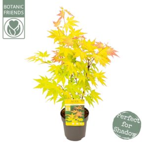 Acer palmatum Orange Dream Acer palm. 'Orange Dream'
(12 Plants/Order)(10cmP 40cmH)