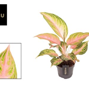 Aglaonema other Aglaonema Eyecatcher
(12 Plants/Order)(12cmP 40cmH)