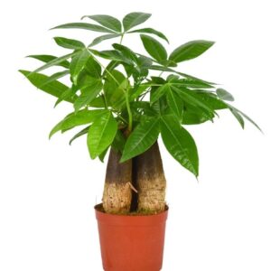 Pachira aquatica Pachira Aquatica 12 cm Triple stam
(10 Plants/Order)(12cmP 35cmH)