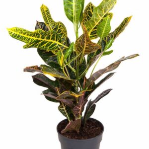 Codiaeum Excellent Codiaeum Excellent 1PP P19
(1 Plants/Order)(19cmP 70cmH)