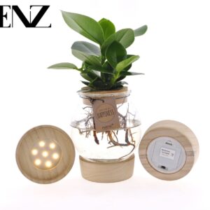 Clusia rosea Princess Clusia in Bolglas + Klikkurk + LED - levertijd: 24 uur
(3 Plants/Order)(12cmP 30cmH)