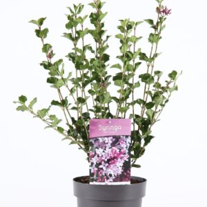 Syringa meyeri Palibin P19/C3
(1 Plants/Order)(19cmP 45cmH)