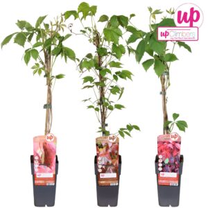 Parthenocissus Parthenocissus mix tray P15
(10 Plants/Order)(15cmP 65cmH)