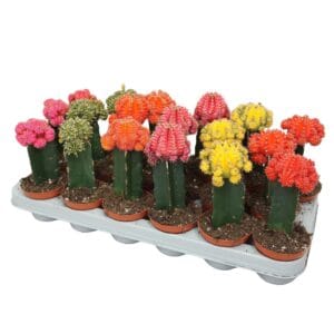 Gymnocalyc Brasil Gymnocalycium geënt mix 8,5 cm
(18 Plants/Order)(8.5cmP 22cmH)
