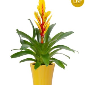 Vriesea Intenso Yellow Vriesea Int yellow dark yellow Coco
(6 Plants/Order)(13cmP 45cmH)