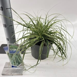 Carex oshimensis Carex oshimensis EverColor® Evercream ('Ficre'PBR)
(1 Plants/Order)(17cmP 20cmH)