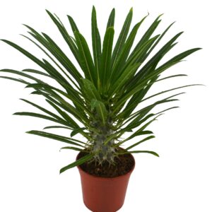 Pachypodium lamerei Pachypodium Lamerei
(4 Plants/Order)(14cmP 50cmH)