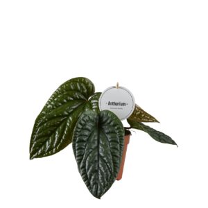 Anthurium Leaf Anthurium Luxurians x Radicans
(6 Plants/Order)(12cmP 20cmH)