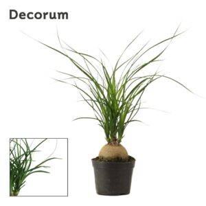 Nolina recurvata Beaucarnea ball 9 cm (Decorum)
(18 Plants/Order)(9cmP 30cmH)