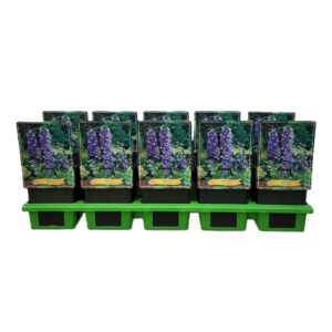 Delphinium Delphinium Blue Bird P11
(10 Plants/Order)(11cmP 25cmH)