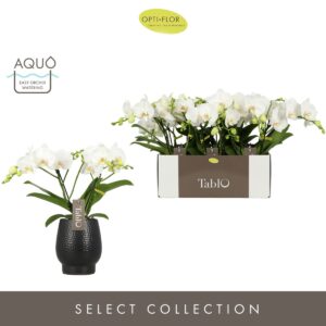 Phalaenopsis white more Ripsen Tablo Champagne 2 spike in Abruzzo Black Aquo
(3 Plants/Order)(12cmP 40cmH)