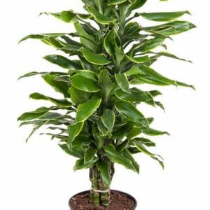 Dracaena Golden Coast Dracaena Gold Coast busch P24
(1 Plants/Order)(24cmP 90cmH)