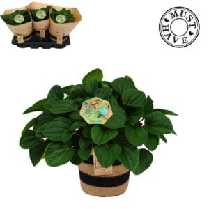 Peperomia albovittata Rana Verde in Jutte Mand 'Must Have'
(3 Plants/Order)(17cmP 32cmH)
