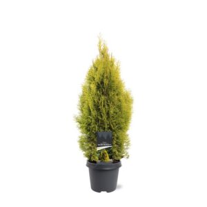 Thuja other dark yellow Thuja occidentalis 'Golden Smaragd' (pbr)
(4 Plants/Order)(23cmP 70cmH)