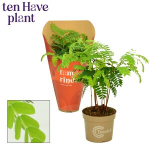 Tamarindus indica Tamarinde 12 cm in Hoes
(8 Plants/Order)(12cmP 60cmH)