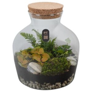 Arrangementen PTTER8109 terrarium in glazen terrarium
(2 Plants/Order)(24cmP 27cmH)