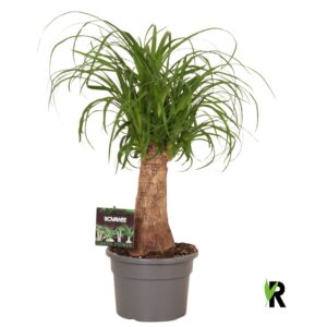 Nolina recurvata Beaucarnea rec. rechte stam
(1 Plants/Order)(17cmP 50cmH)