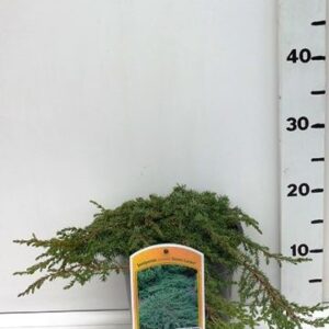Juniperus communis Green Carpet Juniperus c. 'Green Carpet'
(1 Plants/Order)(19cmP 40cmH)