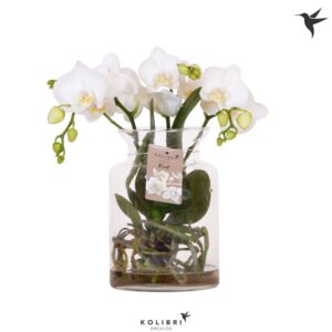 Phalaenopsis white more Ripsen Kolibri Orchids Phalaenopsis Roots white in Glas stolp transp.
(3 Plants/Order)(16cmP 50cmH)