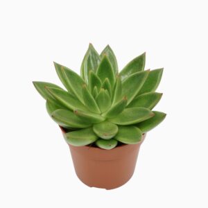 Echeveria agavoides Echeveria agavoides 8,5 cm
(12 Plants/Order)(8.5cmP 10cmH)