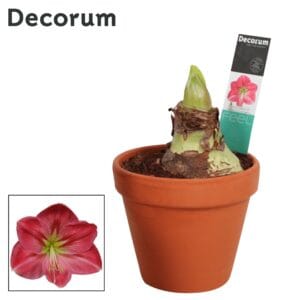 Hippeastrum Amaryllis Sweet Pink 2 bud Terracotta Steen OP
(7 Plants/Order)(13cmP 25cmH)