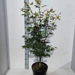 Acer palmatum Osakazuki Acer palmatum 'Osakazuki'
(1 Plants/Order)(26cmP 100cmH)
