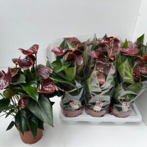 Anthurium Essencia Anthurium Essencia
(6 Plants/Order)(17cmP 55cmH)
