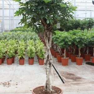 Schefflera Compacta Schefflera arboricola 'Compacta'
(1 Plants/Order)(50cmP 200cmH)