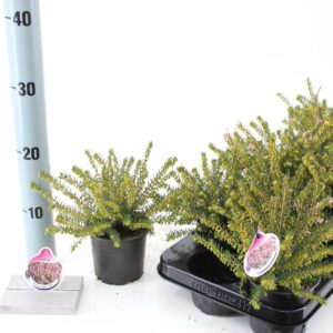 Erica darleyensis Ghost Hills Erica darl. 'Ghost Hills'
(12 Plants/Order)(10.5cmP 10cmH)