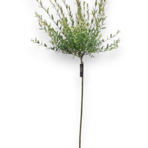 Salix integra Hakuro Nishiki Salix integra 'Hakuro Nishiki' 110cm stam C5/P23
(1 Plants/Order)(23cmP 165cmH)