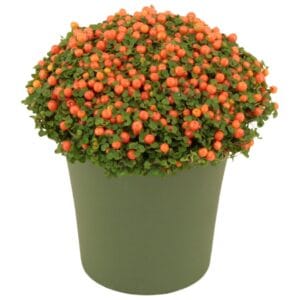 Nertera Astrid granadensis p8 TGW green
(12 Plants/Order)(9cmP 10cmH)