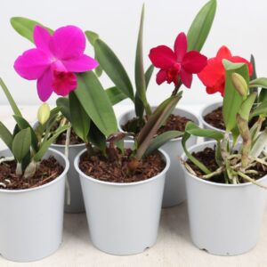 Cattleya Cattleya Small Headed 1 bud
(10 Plants/Order)(12cmP 25cmH)