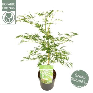 Acer palmatum Dissectum Acer palm. 'Dissectum'
(5 Plants/Order)(19cmP 65cmH)