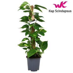 Epipremnum pinnatum mossto Scindapsus (Epipremnum) mosstok 80 cm
(1 Plants/Order)(19cmP 80cmH)