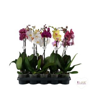 Phalaenopsis mixed Phalaenopsis mix - 1 spike 50cm 6+
(10 Plants/Order)(12cmP 45cmH)