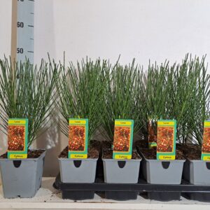 Cytisus Lena Cytisus Lena
(8 Plants/Order)(13cmP 45cmH)