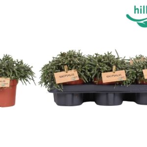 Rhipsalis pilocarpa Rhipsalis pilocarpa 12 cm
(6 Plants/Order)(12cmP 15cmH)