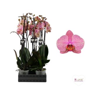 Phalaenopsis other Phalaenopsis Jupiter - 2 spike 60cm
(8 Plants/Order)(12cmP 55cmH)