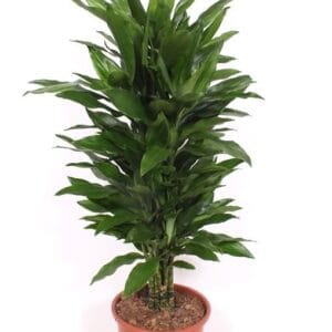 Dracaena Janet Lind Dracaena Janet Lind
(1 Plants/Order)(27cmP 120cmH)
