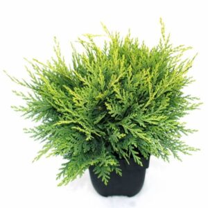 Chamaecyparis Sunkist Chamaecyparis lawsoniana 'Sunkist' P17
(6 Plants/Order)(17cmP 40cmH)