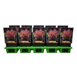 Astilbe Inshriac Astilbe 'Inshriach Pink' P11
(10 Plants/Order)(11cmP 25cmH)