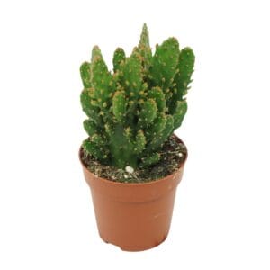 Opuntia tuna 8,5 cm
(12 Plants/Order)(8.5cmP 12cmH)