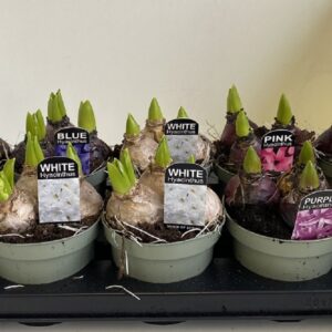 Hyacinthus 12 cm Hyacint Mixed in olijfgroene Pot
(8 Plants/Order)(12cmP 15cmH)
