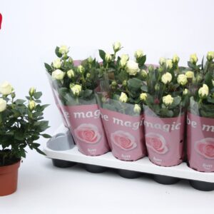 Rosa White Beau Monde Rosa White Beau Monde (12 cm)
(10 Plants/Order)(12cmP 28cmH)