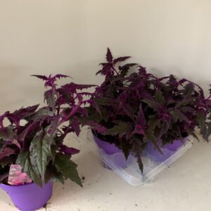 Gynura gynura 15cm 
(4 Plants/Order)(15cmP 12cmH)