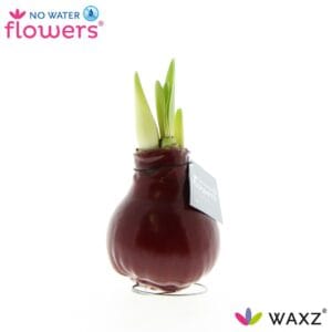 Droge ball Hippeastrum Wax Waxz® bordeaux
(6 Plants/Order)(5cmP 15cmH)