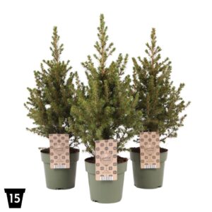 Picea glauca December
(1 Plants/Order)(15cmP 50cmH)