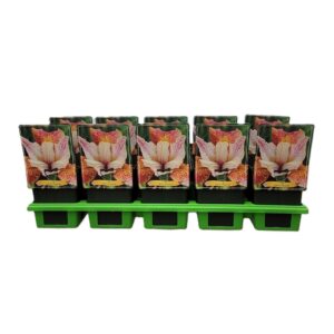 Iris sibirica Iris Sibirica 'Paprikash' P11
(10 Plants/Order)(11cmP 25cmH)