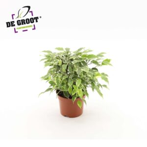 Ficus Kinky Ficus benjamina Kinky
(10 Plants/Order)(12cmP 27cmH)